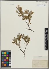 Foto von Salix argyrocarpa Andersson